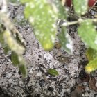 Went away for 2 weeks… came home to this… what is it?