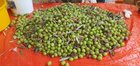It’s olive season, time for some fresh olive oil – Reddit Post