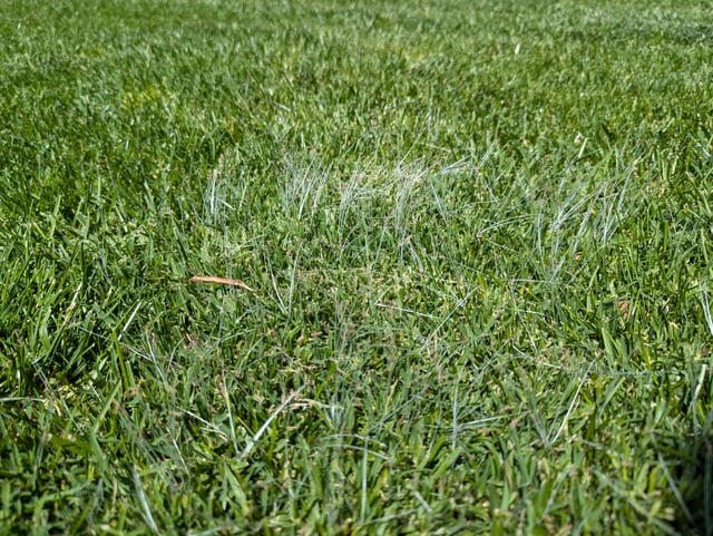 What are these stuffs growing out of my lawn?