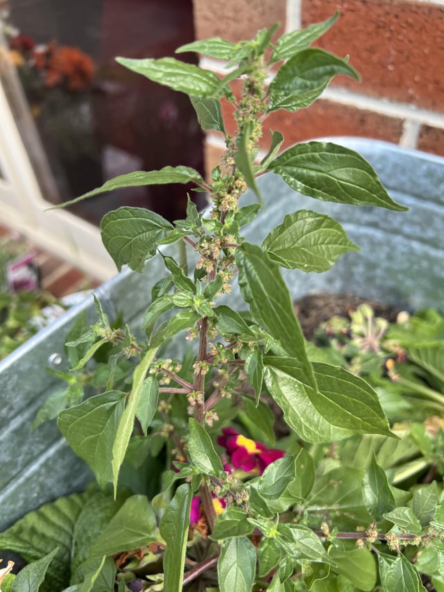 What plant is this? – Reddit Post