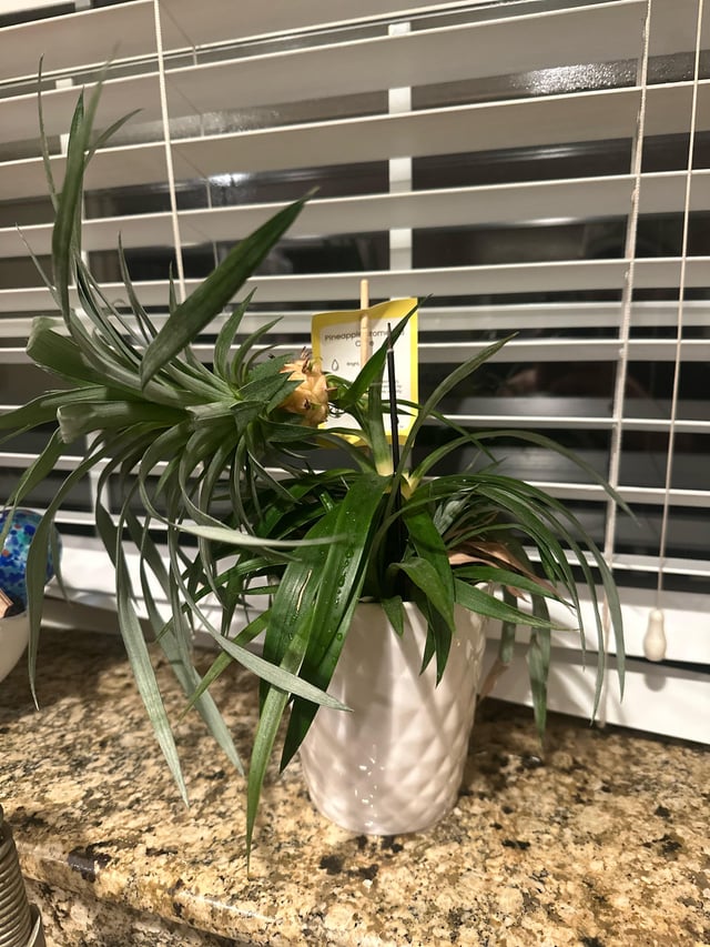 Is my pineapple dying? Can I save it – Reddit Post