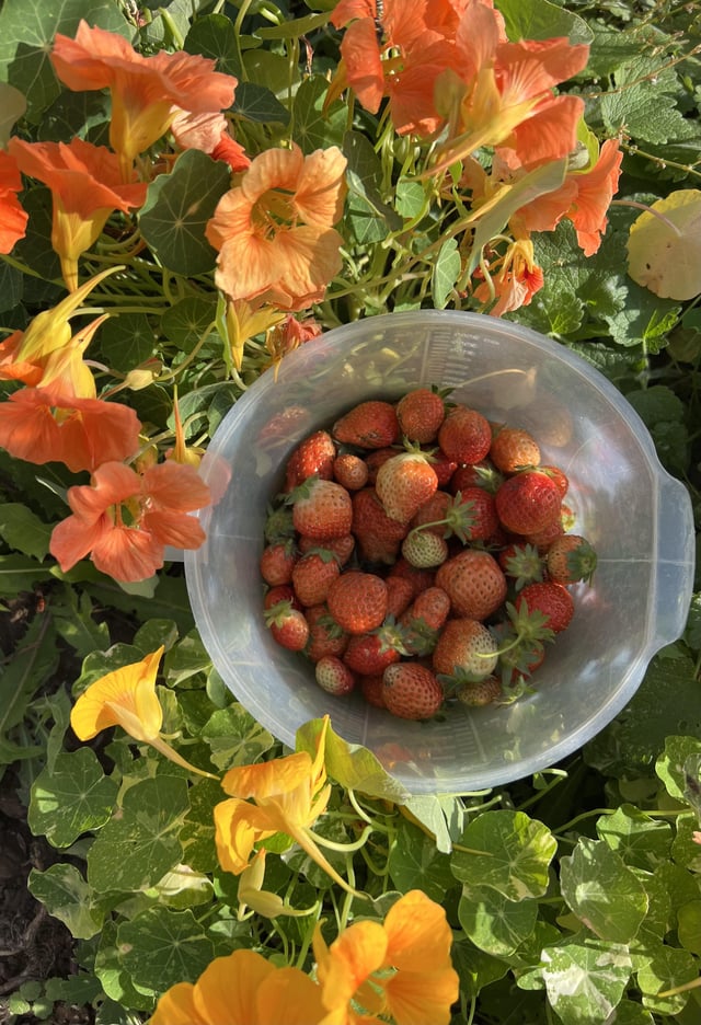 Strawberry is still going strong! 💪🏻 – Reddit Post
