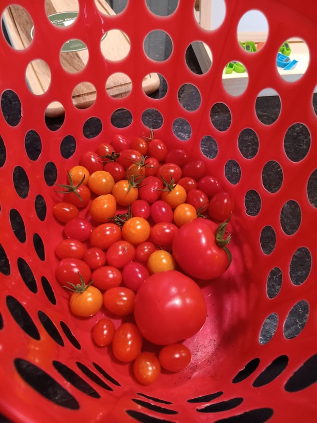Little harvest from today – Reddit Post