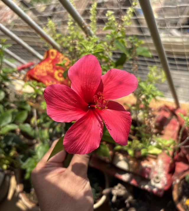 Today’s bloom – Reddit Post