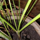 Areca problems – Reddit Post