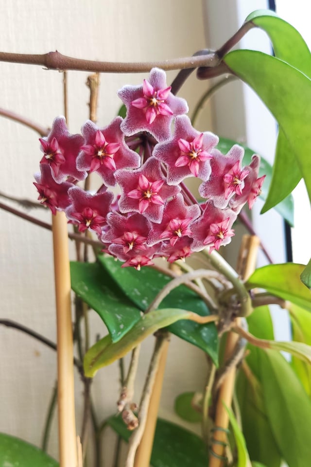 Wax Ivy Hoya – Reddit Post