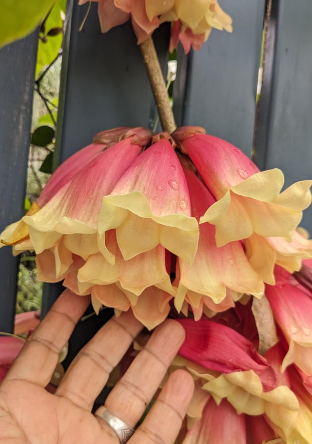 Flowers hanging over the fence of a house in Brisbane, AU – Reddit Post