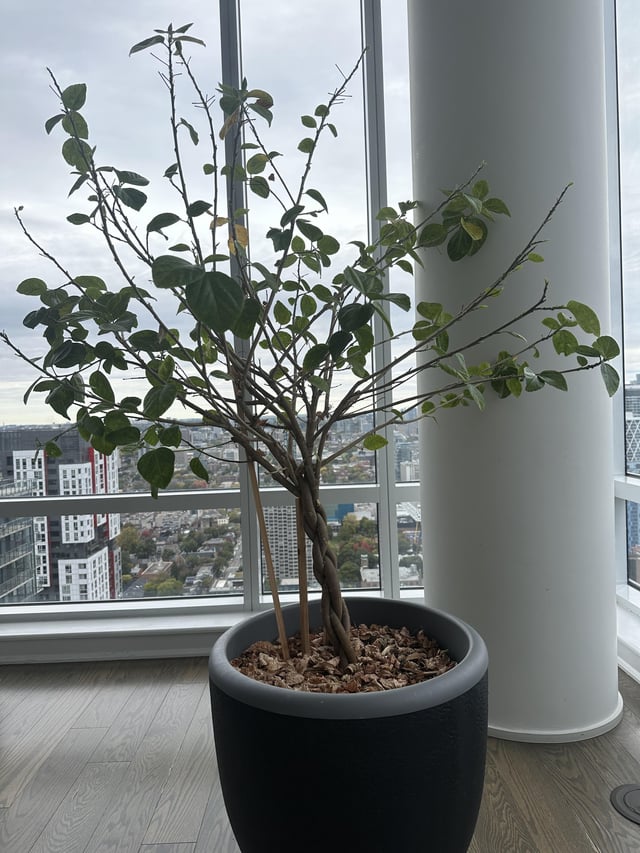 My hibiscus is not doing well – Reddit Post