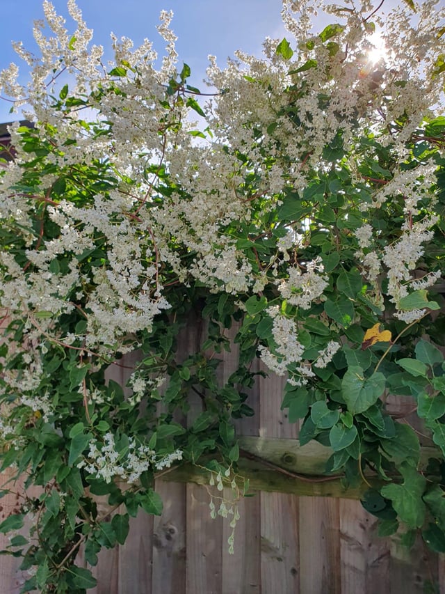 Bukhara Fleeceflower Russian Vine