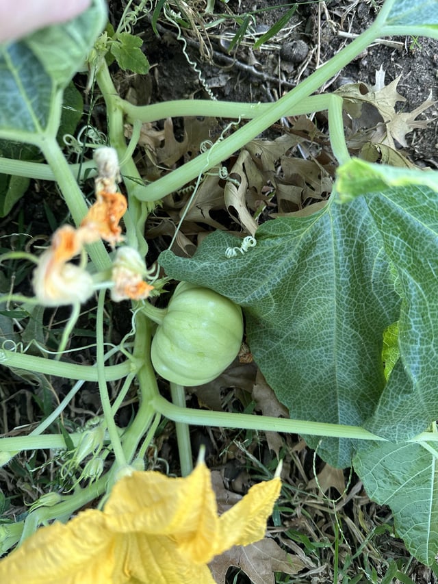What kind of winter squash am I accidentally growing?? – Reddit Post