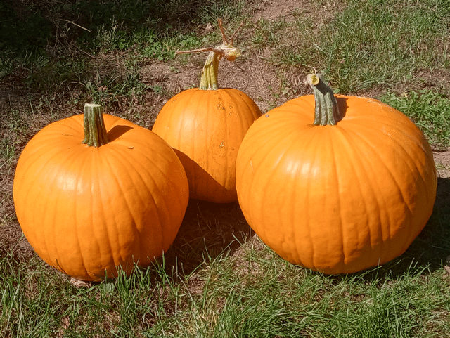 My pumpkin crop this year! – Reddit Post