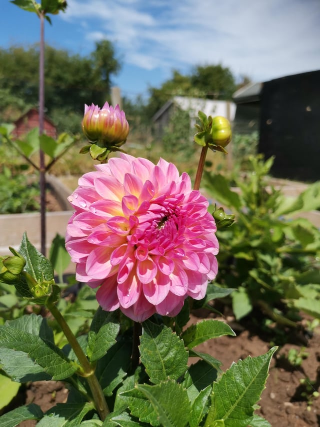 The last Dahlia! Stay strong my girl 👌🤩 – Reddit Post