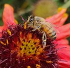 Stopping by to take a closer look 🐝 – Reddit Post