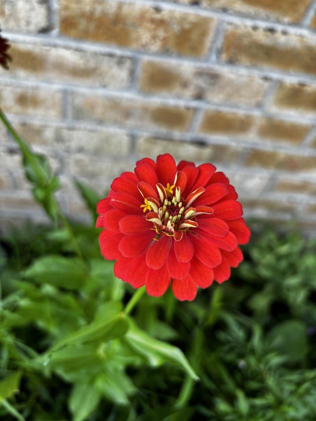 Winter flowers? – Reddit Post