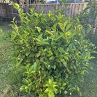 What type of citrus tree is this?