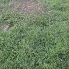 Weed control
