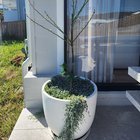 Dwarf eureka lemon tree help