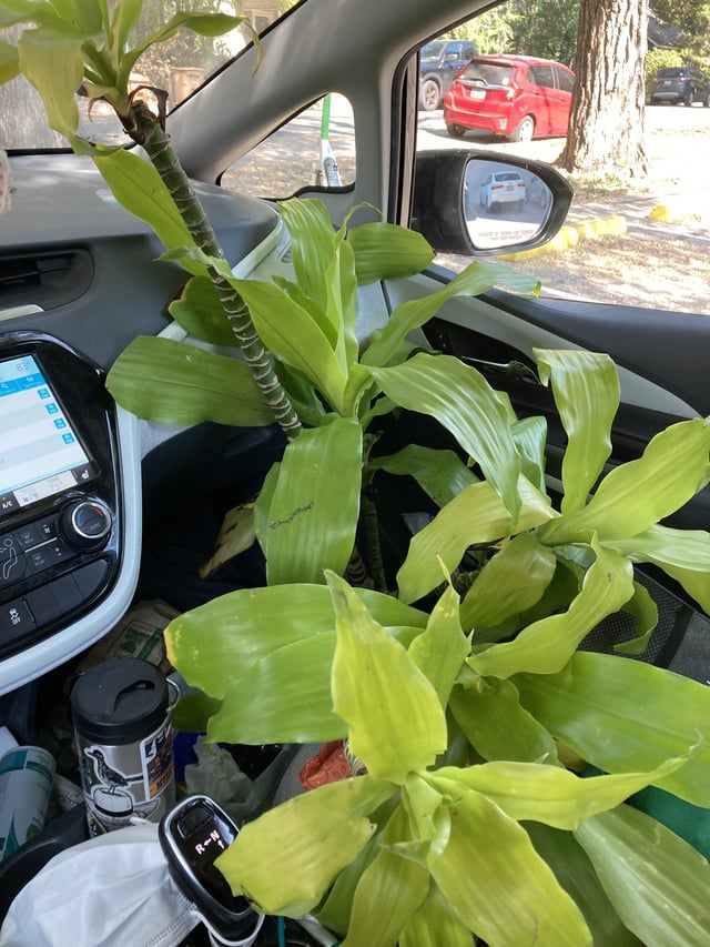 Dumpster plants! – Reddit Post