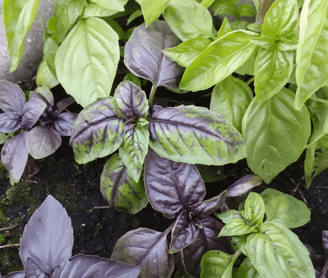 Last season I planted green and purple basil together and this year it seems they created a hybrid – Reddit Post