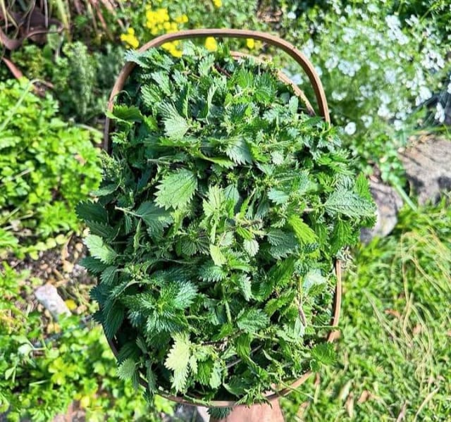Nature’s green bounty at its finest. 🌿🌞 – Reddit Post