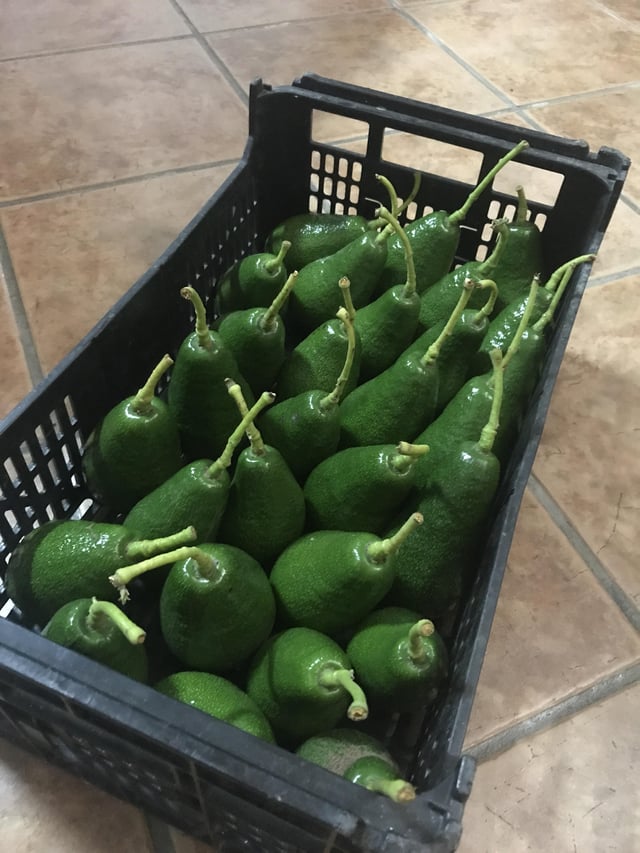 First avocados of the year – Reddit Post