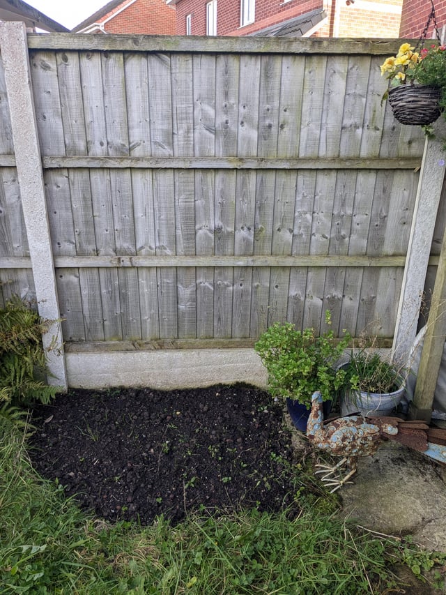 Climbers for a shaded spot?