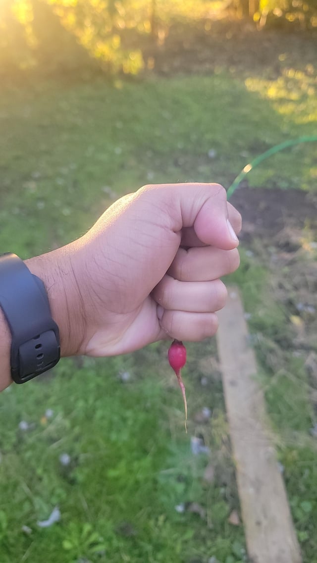 BEHOLD! My radish! There are many like it but this one is mine – Reddit Post
