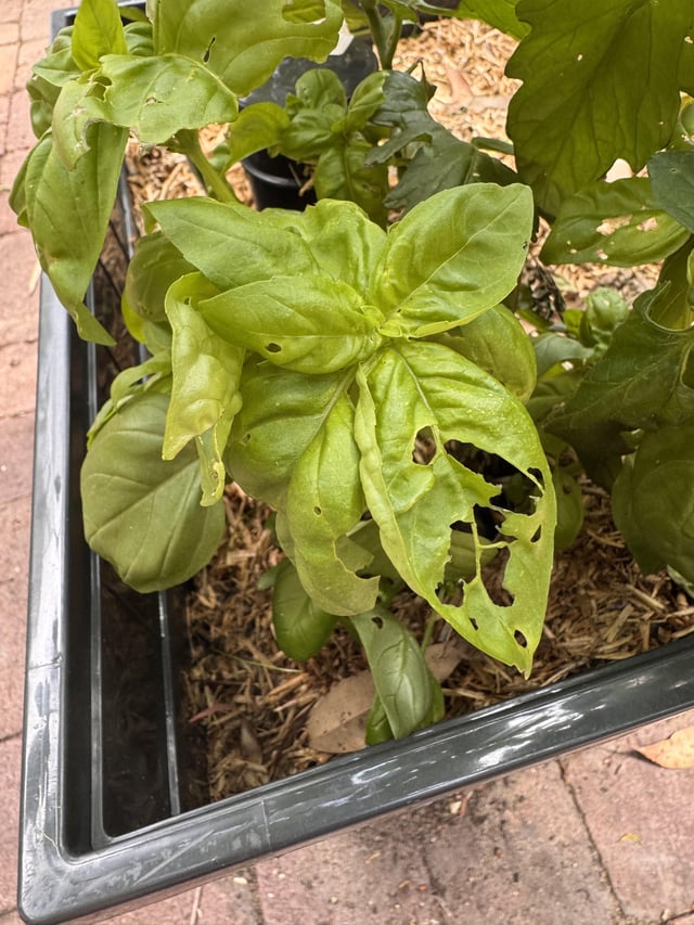 What’s eating my basil.