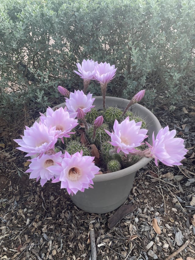 Never underestimate an abandoned cactus
