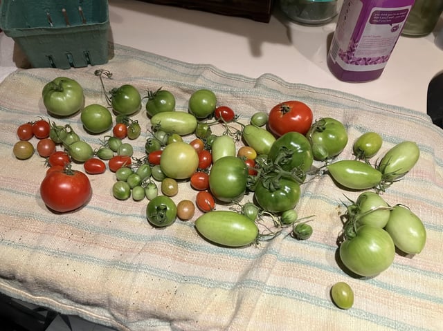What should I do with my end of season tomatoes? – Reddit Post