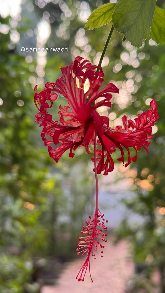 Spider Hibiscus 🌺 – Reddit Post