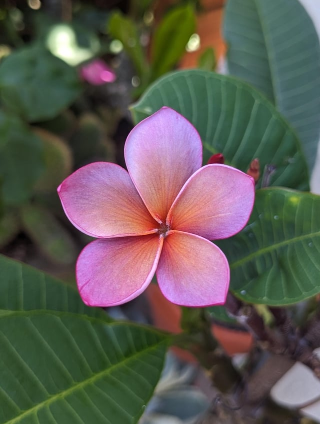 Beautiful plumeria – Reddit Post