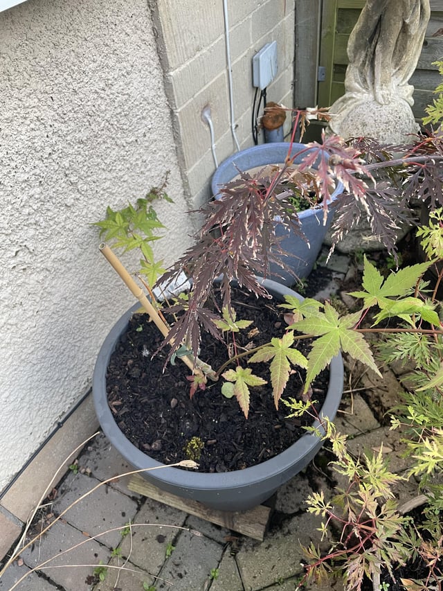 Grafted Acer? UK