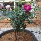 Help with rose!