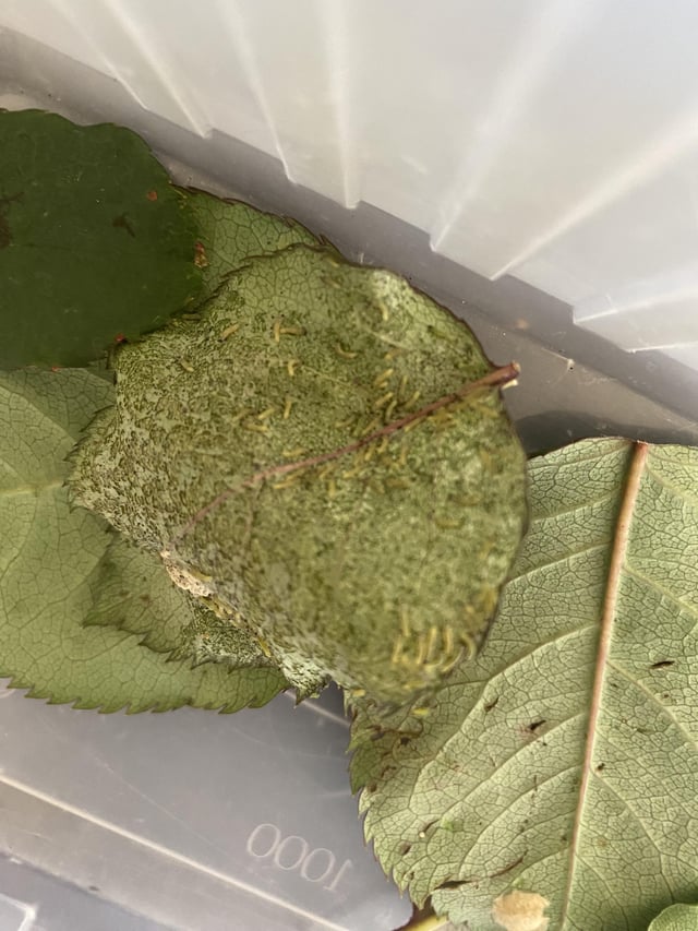 what laid eggs on my rose plant leaves??