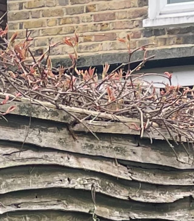 What is this weed/plant