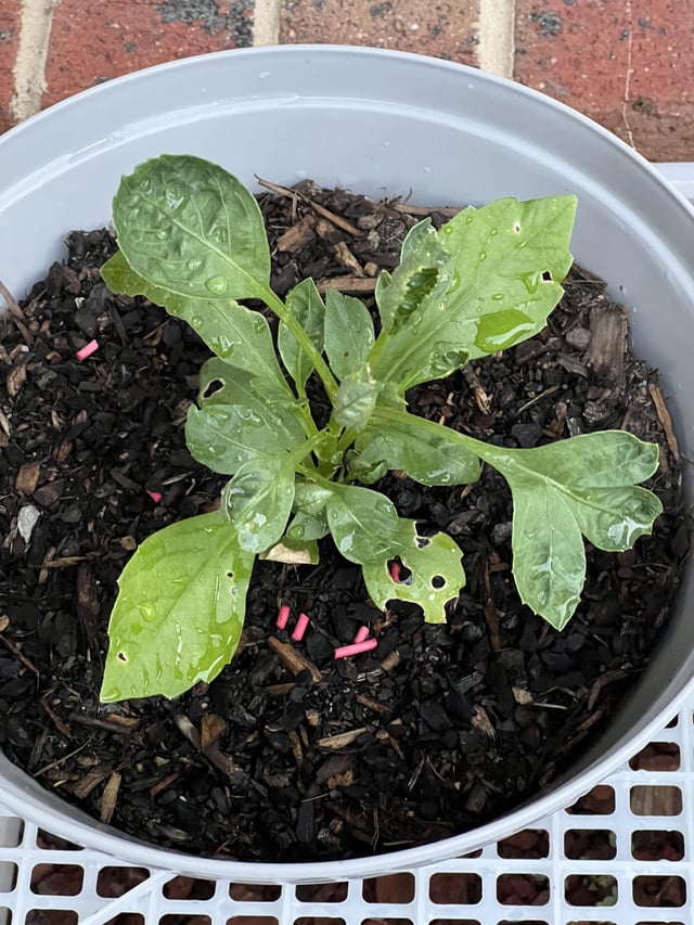 Is this dahlia seedling affected by broad mites?
