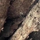 Can these trees be saved?