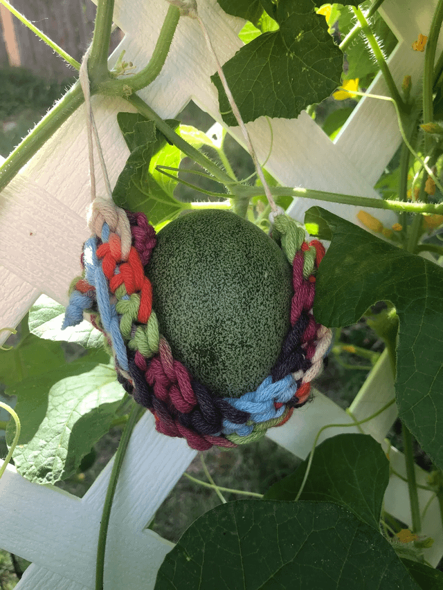 I’m growing my cantaloupe vertically and they needed a little support so I crocheted some tiny little hammocks – Reddit Post