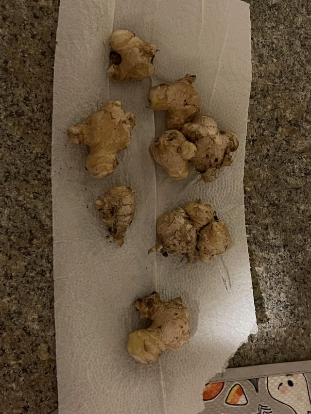 First time growing ginger – Reddit Post