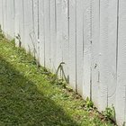 Snake ID in garden