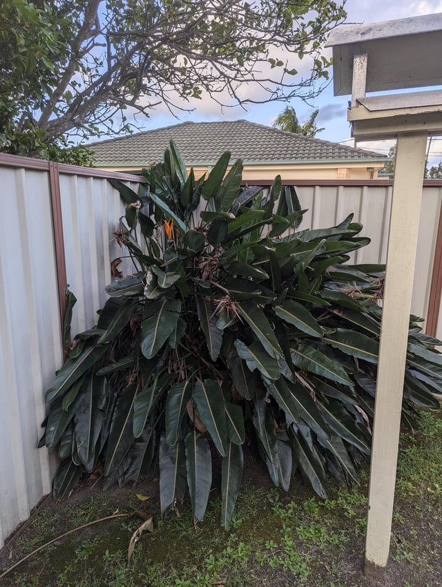 How do I bring this Birds of Paradise to life?