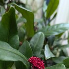 Plant ID help