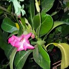 This pink adenium plant is blooming beautifully. What’s your favorite kind of flower?