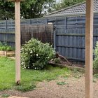 Tree can’t support its own weight send help