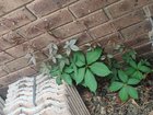 Japanese Maple Crawler?
