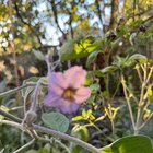 The last hurrah of the garden – Reddit Post