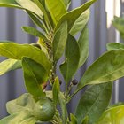 Does anyone know why some of my mandarins are growing with a black color? Are they dead or is a pest getting to my maturing citrus tree?