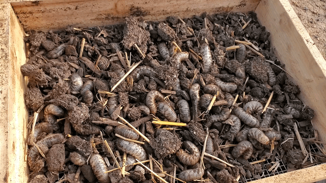 Sifted a single 10 gallon grow bag – Reddit Post