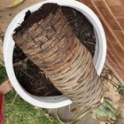 I think my dragon tree is dead…